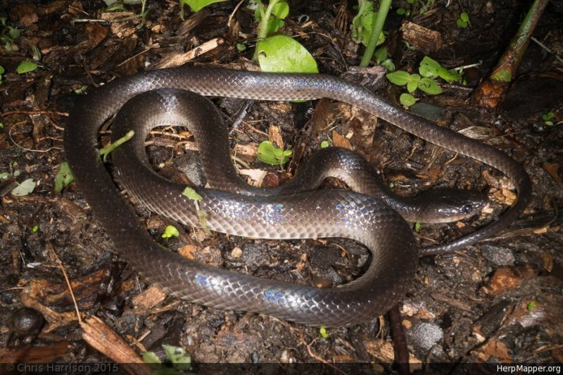 Slaty-grey Snake (species: Stegonotus cucullatus) in Lizard Island Field  Guide (Lizard Island Field Guide)